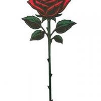 Rose avec tige 1